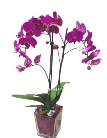 Pianta di phaleonopsis a 2 steli con vaso in ceramica