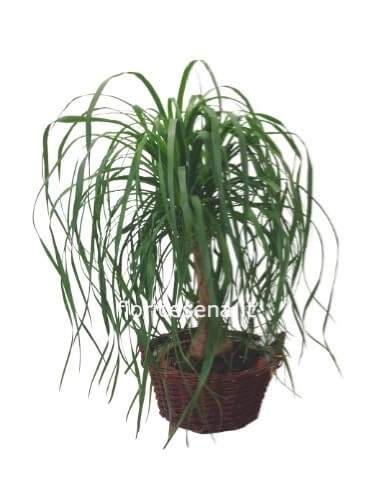 pianta beucarnea (mangiafumo)