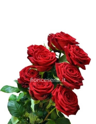 Rose rosse a stelo extra