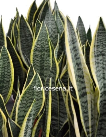 Pianta di sansevieria h. 45