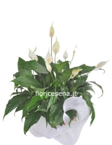 Pianta di Spathifillum
