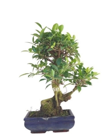 Bonsai vaso 15 altezza 20/30 cm in varietà