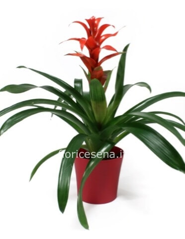 Guzmania con vaso in ceramica