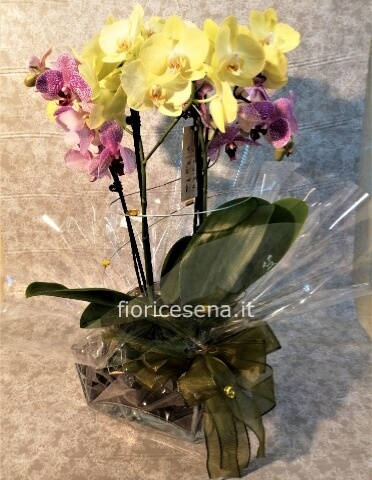 Composizione 2 piante Phalaenopsis su vaso vetro