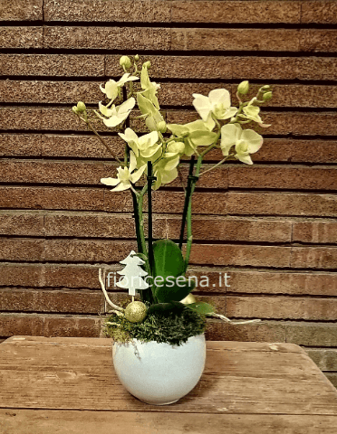 Orchidea Phalaenopsis su contenitore in ceramica
