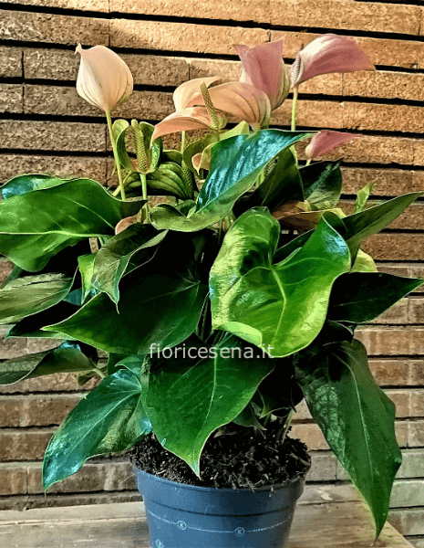 Pianta Anthurium fiori 2 colori