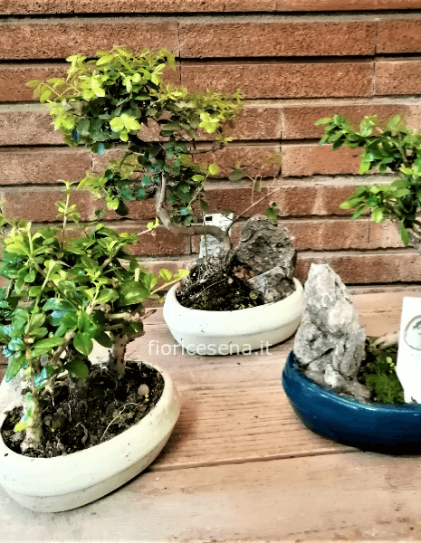 Pianta bonsai h.20/25 cm