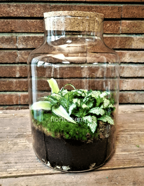 Terrarium con piante piccolo