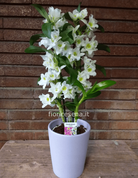 Orchidea Dendrobium con vaso in ceramica