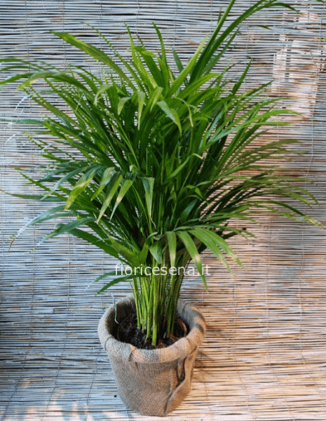 pianta Areca